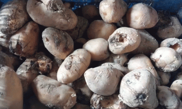 Heatwave rotting potatoes imported from India