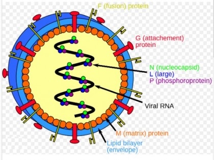 One dies of Nipah virus in January


