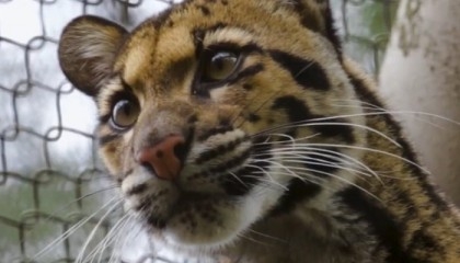 Nova's day out: Dallas zoo locates missing clouded leopard near enclosure