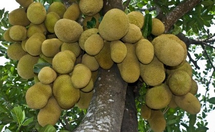 Jackfruit has great potential: FAO