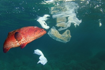Microplastics posing serious threat to health, environment  