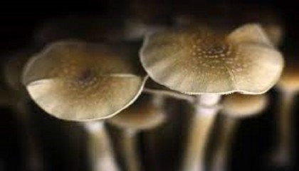 Australia to legalise MDMA and magic mushrooms for medical use