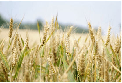 Bumper wheat production likely in Manikganj