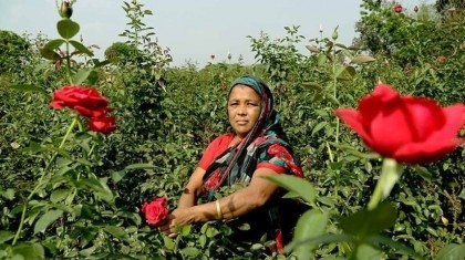 With Ekushey, Pahela Falgun and Valentine’s Day in Feb, Jashore flower farmers eye huge sales
