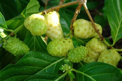 Cultivation of Noni fruits gaining ground for medicinal quality