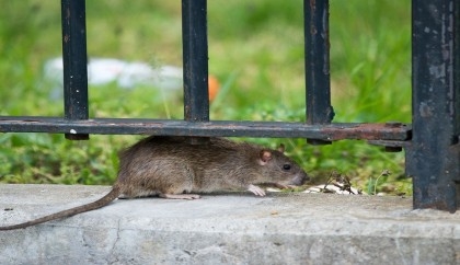 Rats in New York City can carry Covid variants: Study