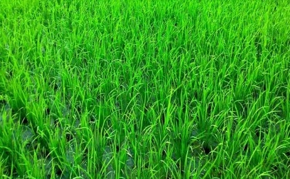 Farmers eying bumper Boro rice production in Rangpur region