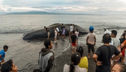 Third massive whale in a month beaches itself, dies in Bali
