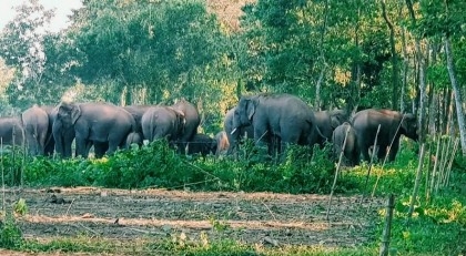 Wild elephant kills farmer in Sherpur
