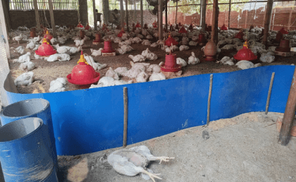 Heatstroke killing chickens, wreaking havoc on Kurigram poultry farms