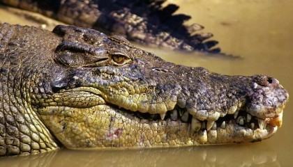 Missing Australian fisherman's body found in crocodile
