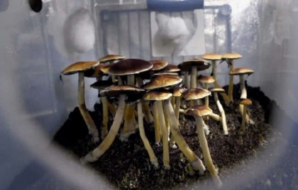 Oregon turns on, tunes in to the power of magic mushrooms