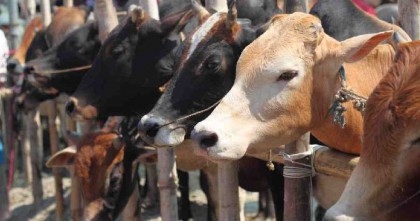 Eid-ul-Azha 2023: Cumilla to have a surplus of 8,606 sacrificial animals, says livestock dept

