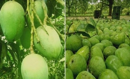 Plentiful 'Haribhanga' mango output likely in Rangpur

