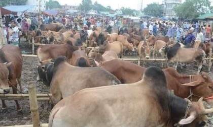 Capital to see cattle markets from June 25

