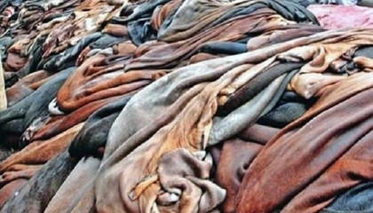 Tanners collect over 4.5 lakh pieces of rawhide