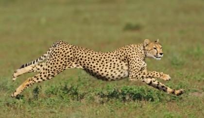 Kuno: Seventh cheetah dies in India since reintroduction
