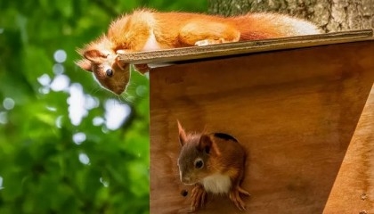First baby red squirrels born at Yorkshire Arboretum