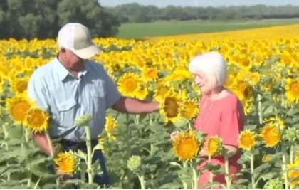 Farmer plants massive sunflower field in surprise gift for wife

