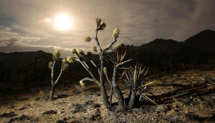 'Fire whirls' threaten Joshua tree desert in scorching US