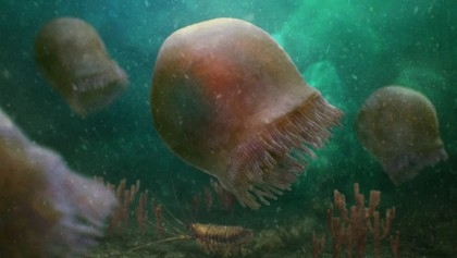 Remarkable fossils reveal jellyfish from 505 million years ago

