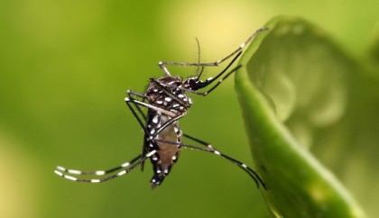Bti insecticide being used to destroy Aedes mosquito for the first time