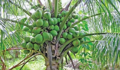 Coconut production falls sharply in 5 yrs