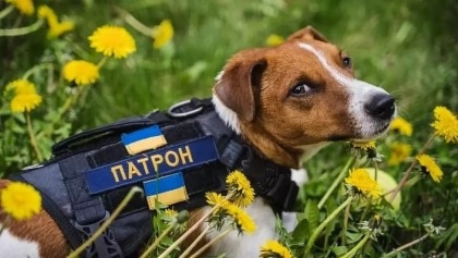 Cat and dog influencers help Ukrainians cope with war

