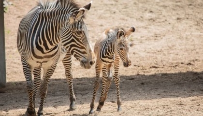 Endangered Grevy’s zebra born at Lincoln Park Zoo in Chicago

