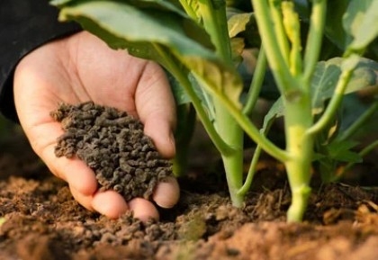 'Organic fertilizers increase crop production'

