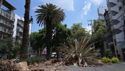 Climate change, pests threaten Mexico City's iconic palms