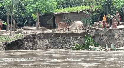 Flood in Kurigram: 7000 families still stranded