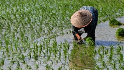 Global rice prices hit 15-year high after India curbs: FAO
