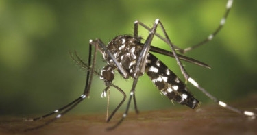 Dengue death toll crosses 1400-mark in Bangladesh