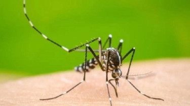17 dengue patients die, 1770 hospitalised in 24hrs
