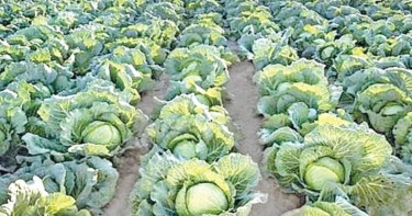 Handsome profit increases summer cabbage, cauliflower, tomato cultivation