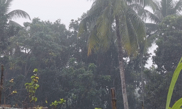 Double Trouble: Rains with cold wave disrupt life in Chuadanga