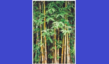 Bamboo in Bengali Life