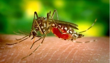 Dengue cases nearly double in first three months