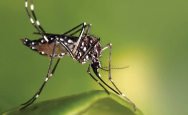 Hospitals asked to buckle up for dengue treatment