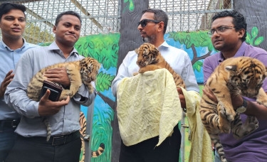 Ctg zoo set to show off 3 new tiger cubs to Eid visitors