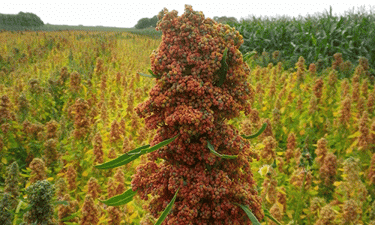 Transforming farmers' fortunes through quinoa cultivation