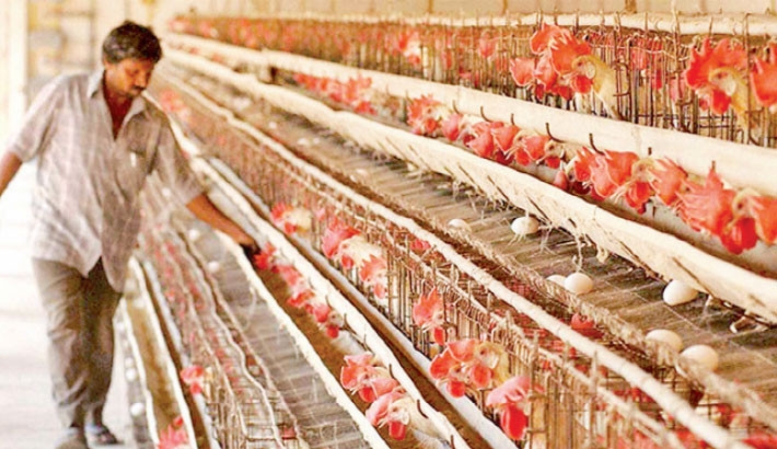 10,000 chickens die of heatstroke in 2 days in Jashore