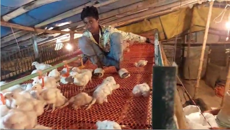 Poultry farmers incur loss worth Tk 200cr in 10 days heat wave