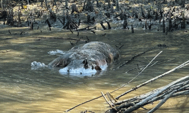 Tiger found dead in Sundarbans