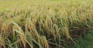 97 percent boro paddy harvested in Haor areas: Agri Ministry