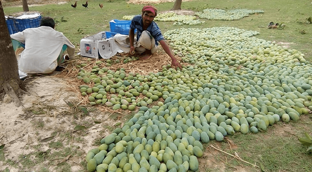 চাঁপাইনবাবগঞ্জে আম চাষীদের মাথায় হাত, ব্যাপক ক্ষতির সম্মুখীন