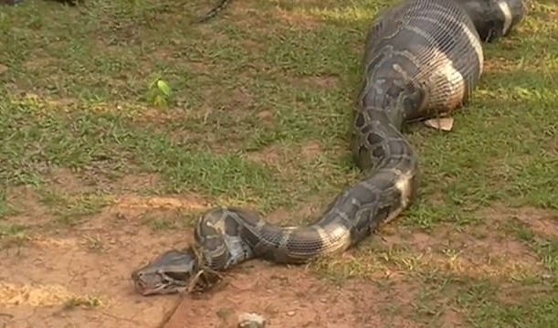 A 15-feet-long python swallowed a whole goat (Video)