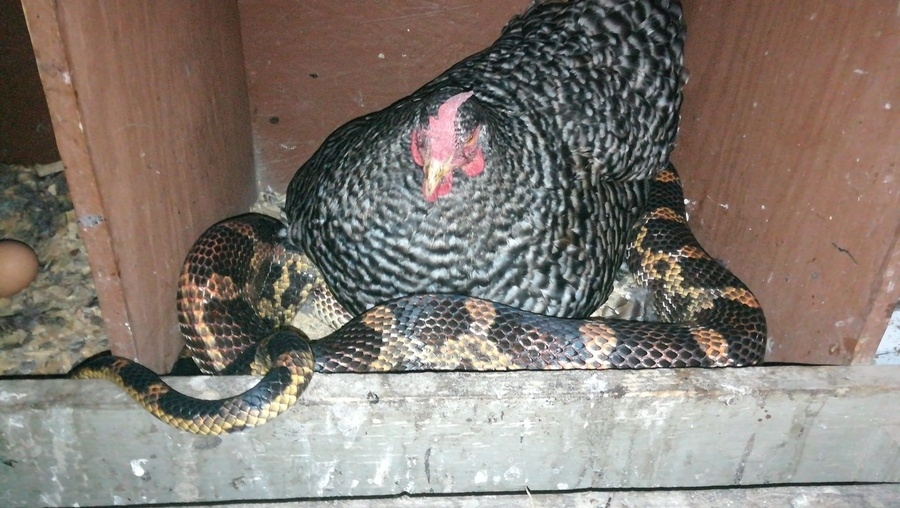 Watch: Snake slithers up chair, onto man's lap while eating at