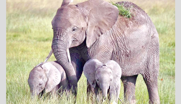 There is an elephant 'baby boom' going on in Kenya